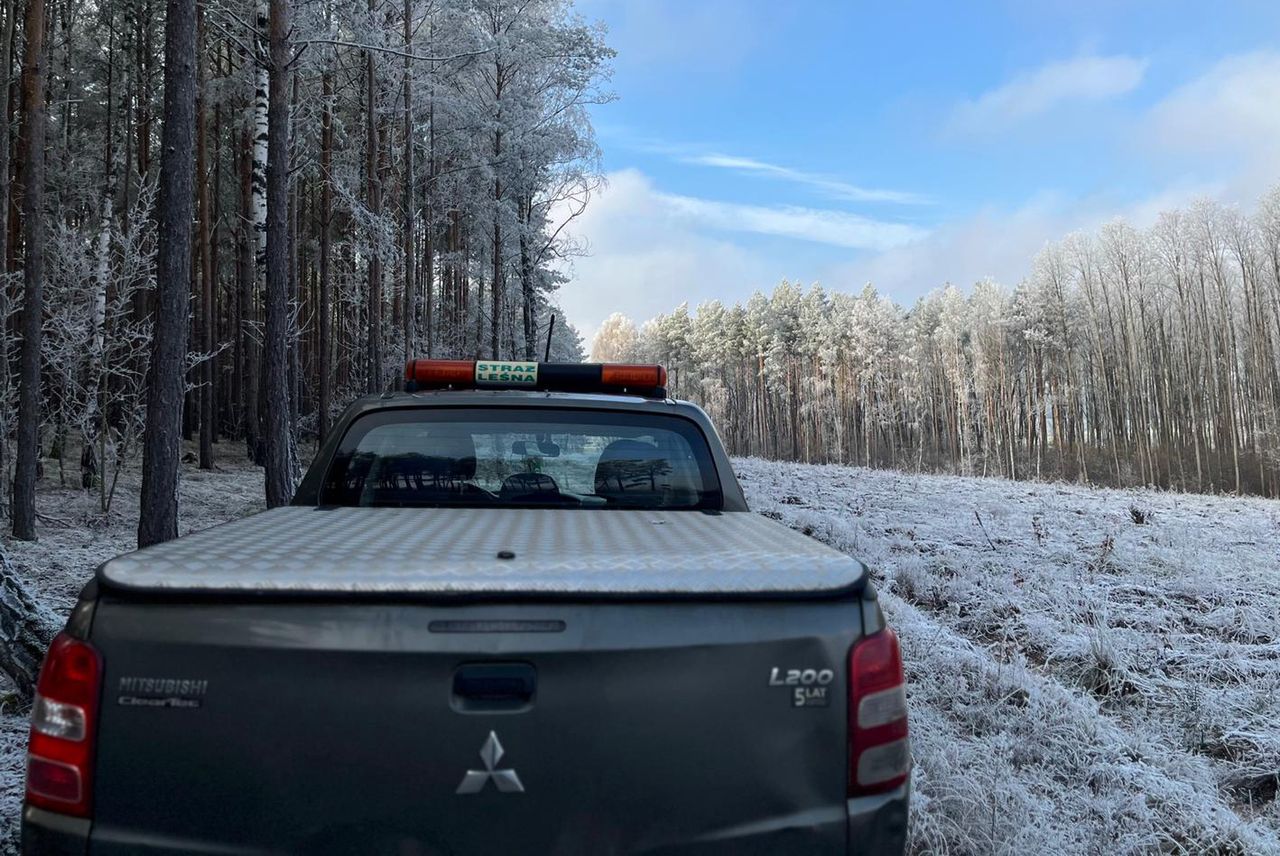 Znów pojawiają się w lasach. Straż Leśna prowadzi akcję
