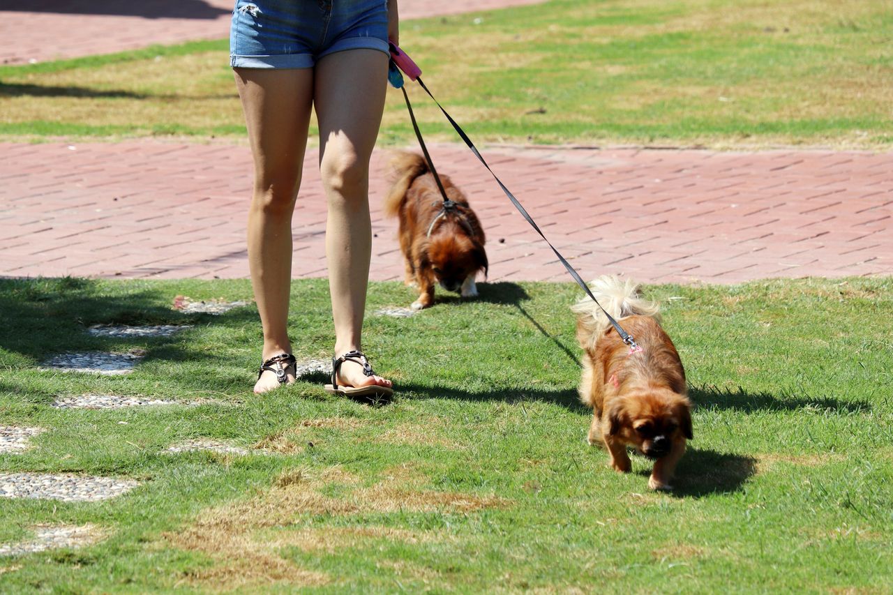 Pleszew: Właściciele psów alarmują. "Uważajcie na spacerach". Resztki jedzenia wyrzucane są na osiedlowych trawnikach.