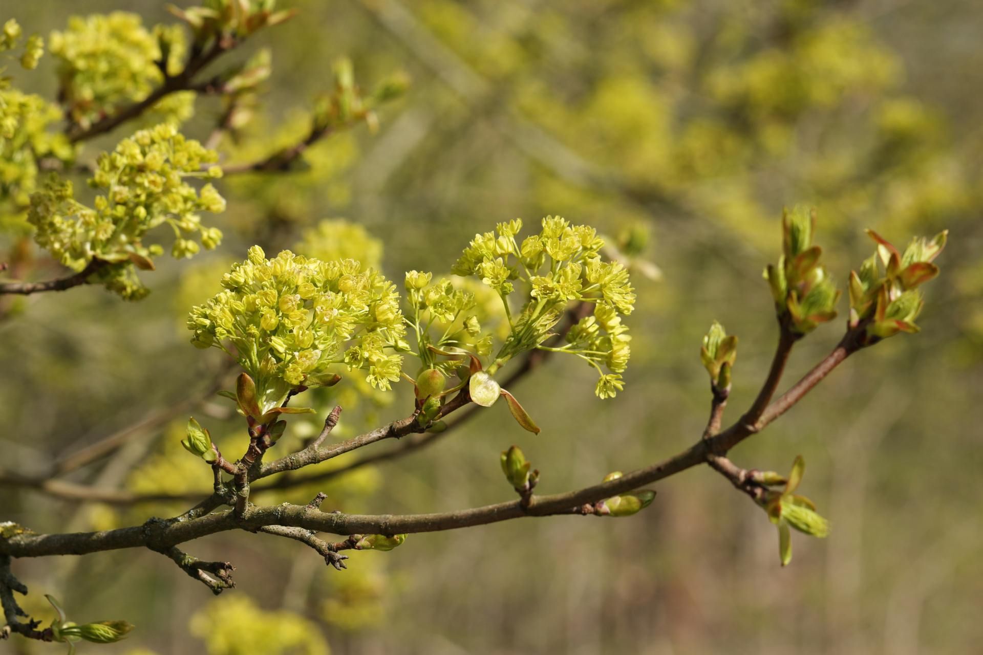 Kwiaty klonu można już zbierać wczesną wiosną 