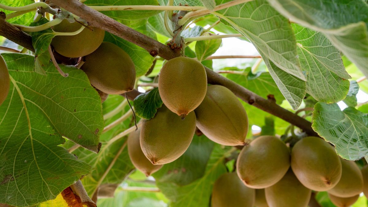 Dlaczego warto jeść minikiwi?