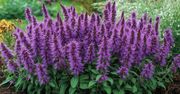 Posadź w ogrodzie w kwietniu. Fioletowy "dywan" zrobi wrażenie