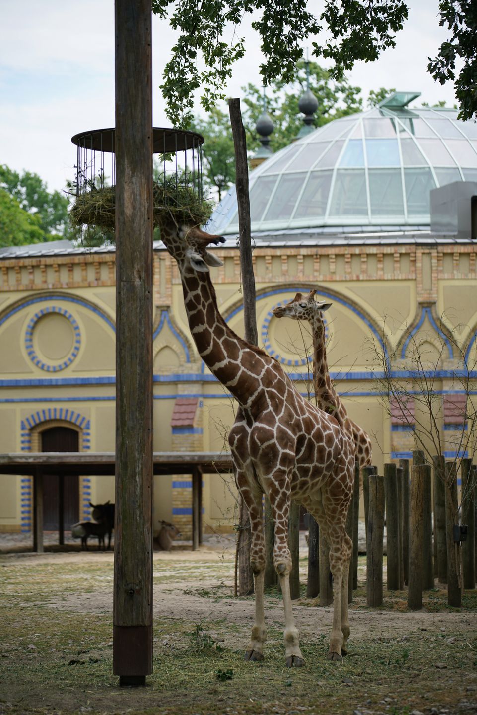 Sony FE 70–200 mm f/2.8 GM OSS - zdjęcia przykładowe z ZOO w Berlinie 23