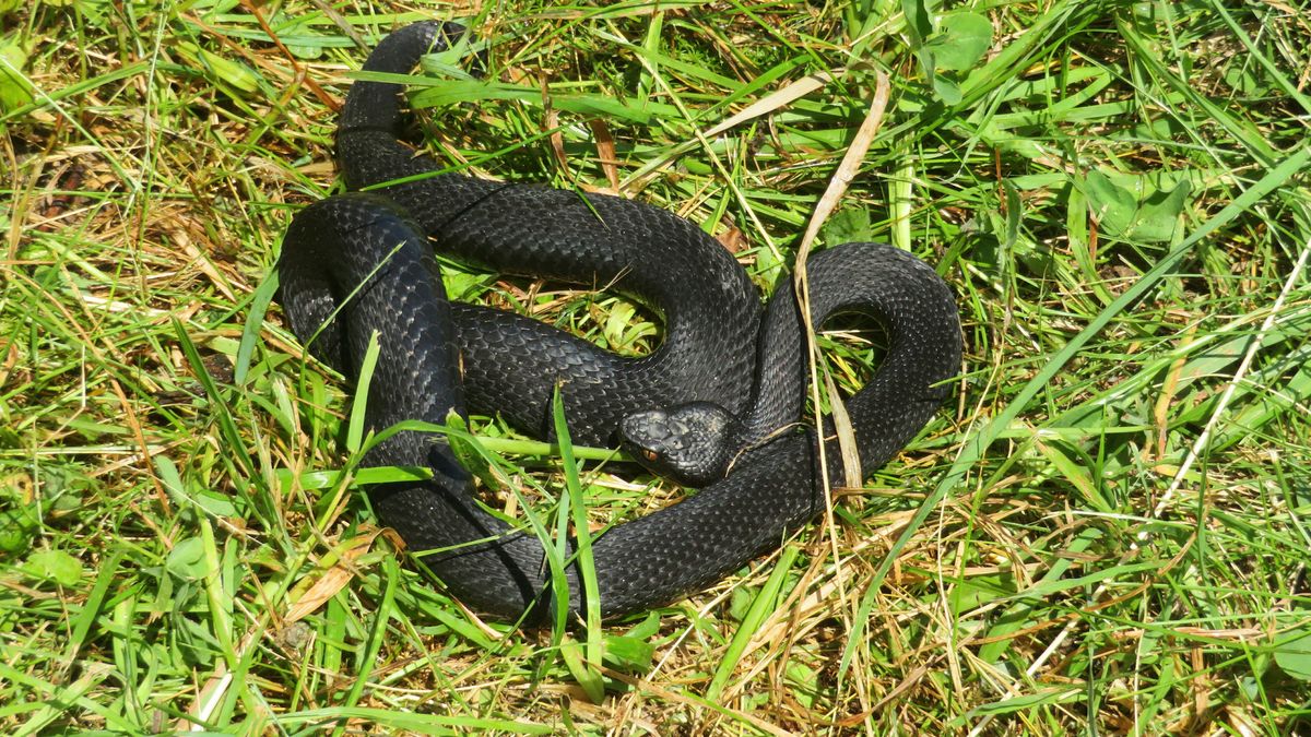 Żmije zygzakowate są niebezpieczne?