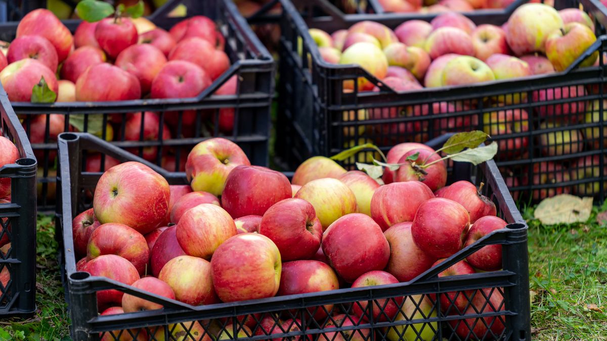 Kazachstan ma znieść zakaz importu polskich jabłek z końcem 2024 r.