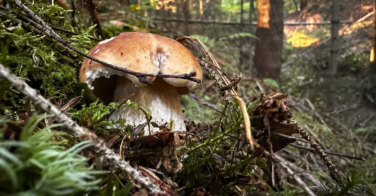 Zgubił się w lesie na grzybobraniu. 65-latek mówił tylko po włosku
