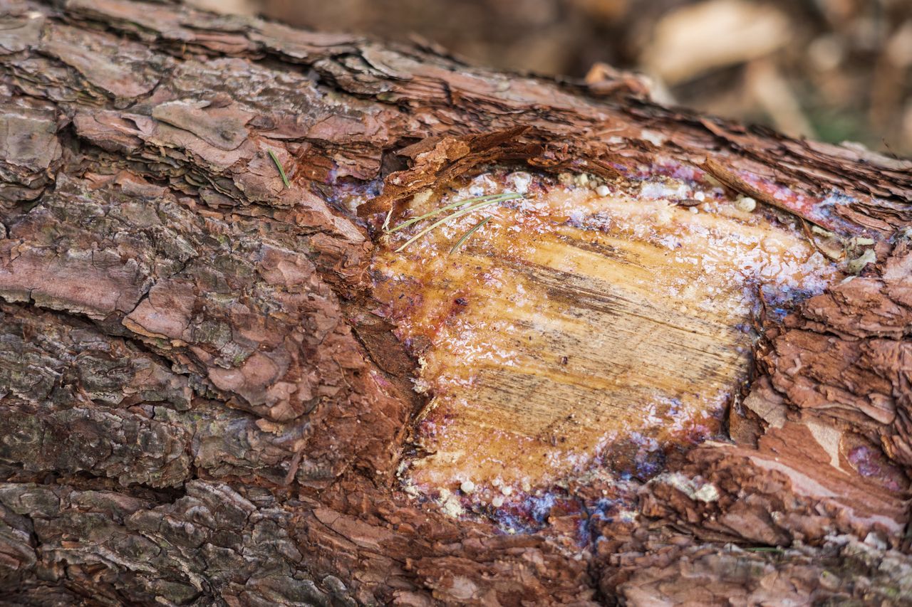 Jak zabezpieczyć uszkodzoną powierzchnię drzewa?