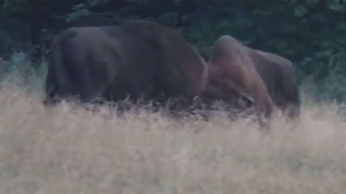 Taka walka nie zdarza się często