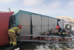 Utrudnienia na autostradzie A1. Świnie wybiegły na jezdnię