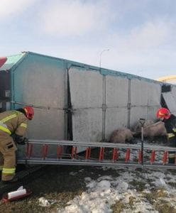 Utrudnienia na autostradzie A1. Świnie wybiegły na jezdnię