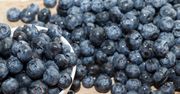 Takich borówek nie mogą jeść wszyscy. Oto kto powinien unikać ich w diecie
