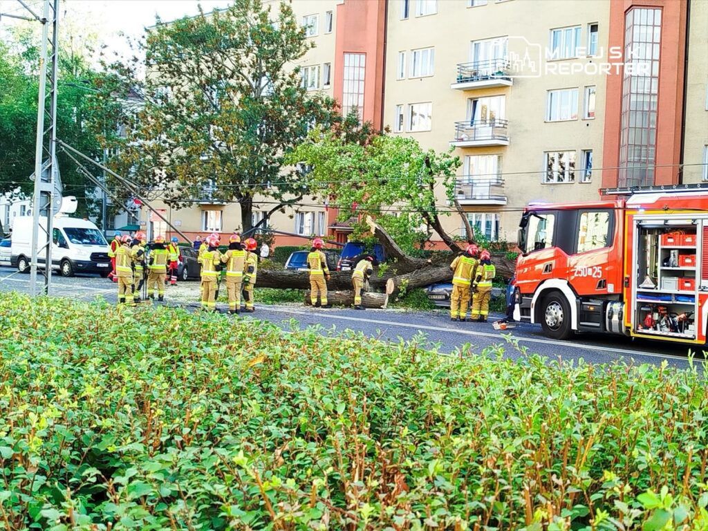 Grupa strażaków w żółtych mundurach pracuje przy powalonym drzewie na ulicy, obok czerwonego wozu strażackiego.