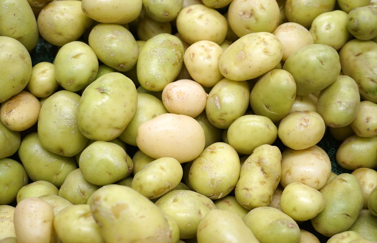 Potato peril: Hidden dangers of solanine in your favorite vegetable