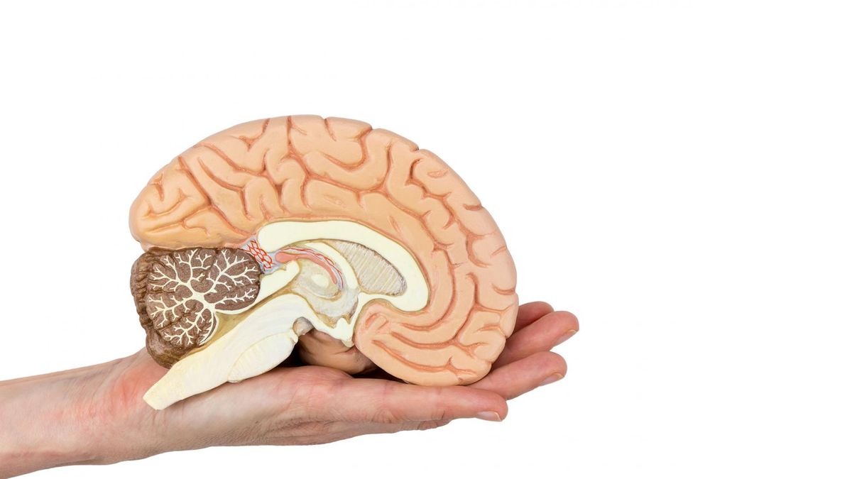 Pień mózgu należy do ośrodkowego układu nerwowego i obejmuje wszystkie twory leżące w podstawie czaszki