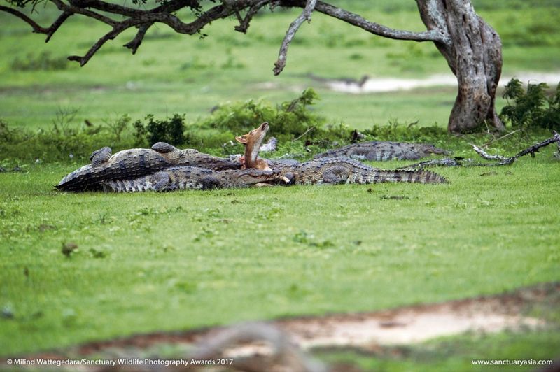Mały słoń w płomieniach. Zdjęcie, które łamie serca, wygrało w konkursie Sanctuary Wildlife Photography Awards 2017 5
