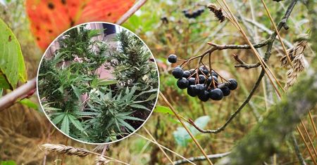 Założyli plantację konopi indyjskich na obrzeżach Lublina. Wpadli podczas pielęgnowania roślin