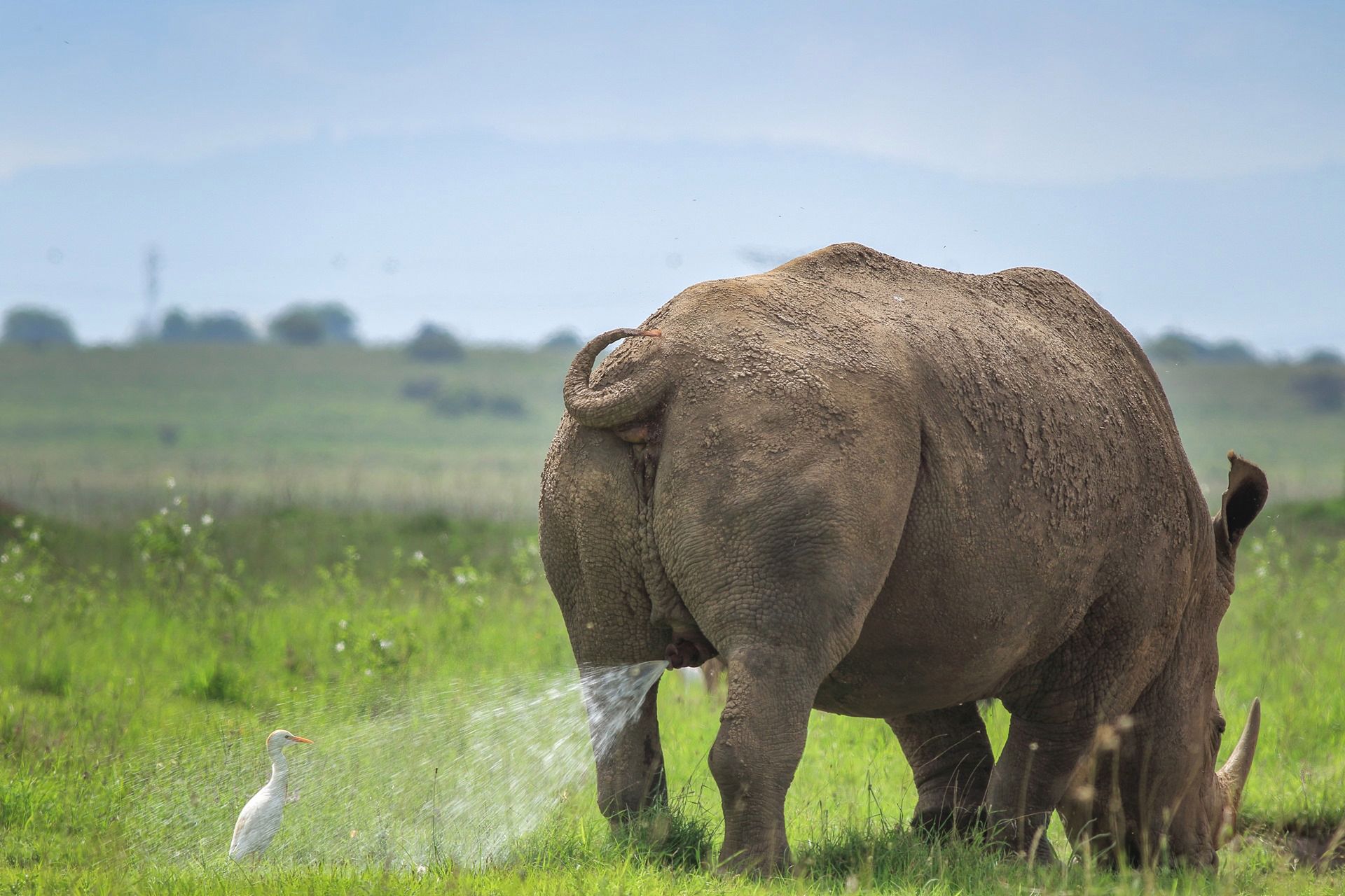 Comedy Wildlife Photography Awards 2019. Najśmieszniejsze zdjęcie roku wybrane! 4