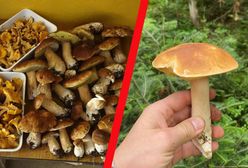 Wysyp grzybów w Polsce. Internauci chwalą się. Stąd wrócisz z pełnym koszem