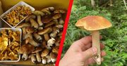 Wysyp grzybów w Polsce. Internauci chwalą się. Stąd wrócisz z pełnym koszem