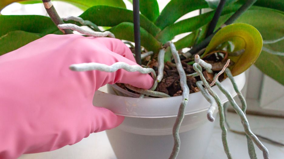 Woman hand pink glove taking care of domestic home plant orchid flower.
Woman hand pink color glove taking care of domestic home Decorative home gardening concept