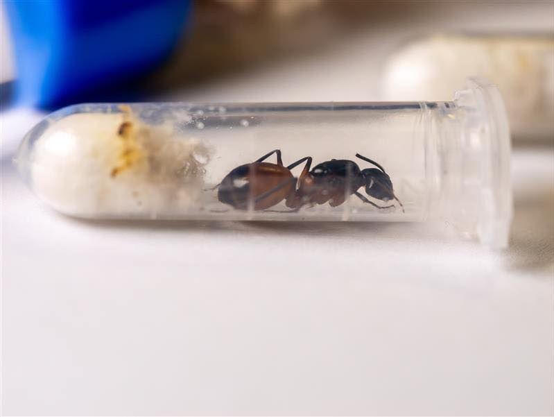 Katowice: Przemyt fiolek z żywymi mrówkami na lotnisku w Pyrzowicach