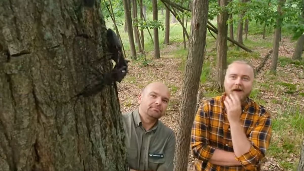 Walka Jelonków Rogaczy na terenie Nadleśnictwa Włoszakowice. 