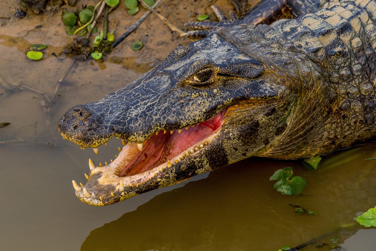 PANTANAL, BRAZIL - 2024/05/10: Close-up of a Yacare caiman (Caiman yacare) on a beach at a pond along the Transpantaneira Highway in the northern Pantanal, Mato Grosso province in Brazil. (Photo by Wolfgang Kaehler/LightRocket via Getty Images)