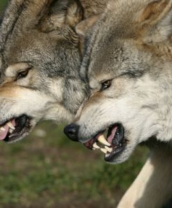 Wilki uciekły z wybiegu w zoo. Niebezpieczny incydent we Francji