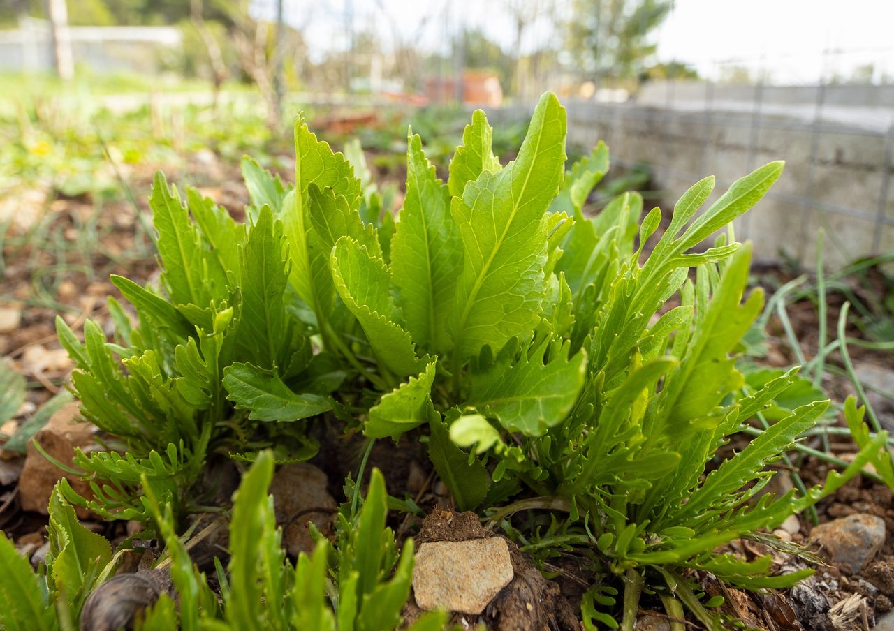 Jak sadzić chrzan? Pamiętaj o tej zasadzie