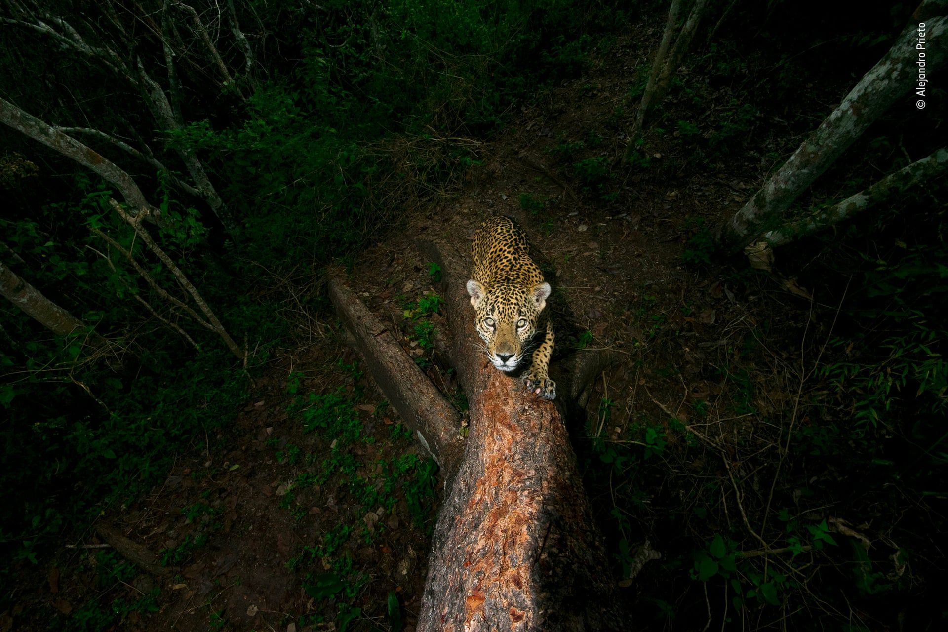 Wspaniały portret małp zwyciężył w Wildlife Photographer of the Year 2018 13