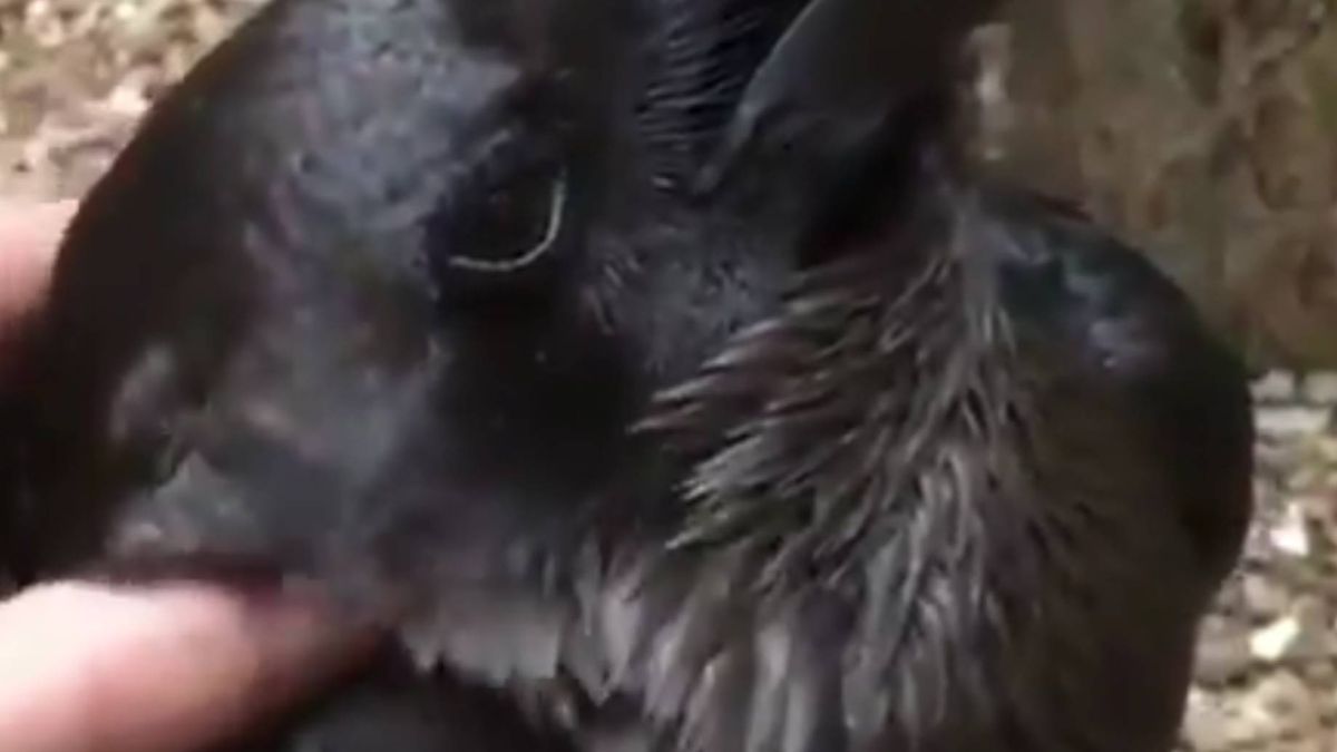 Jakie zwierzę widzisz?