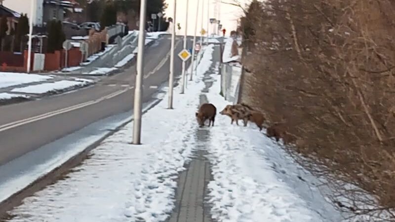 Stado dzików na ul. Trześniowskiej w Lublinie