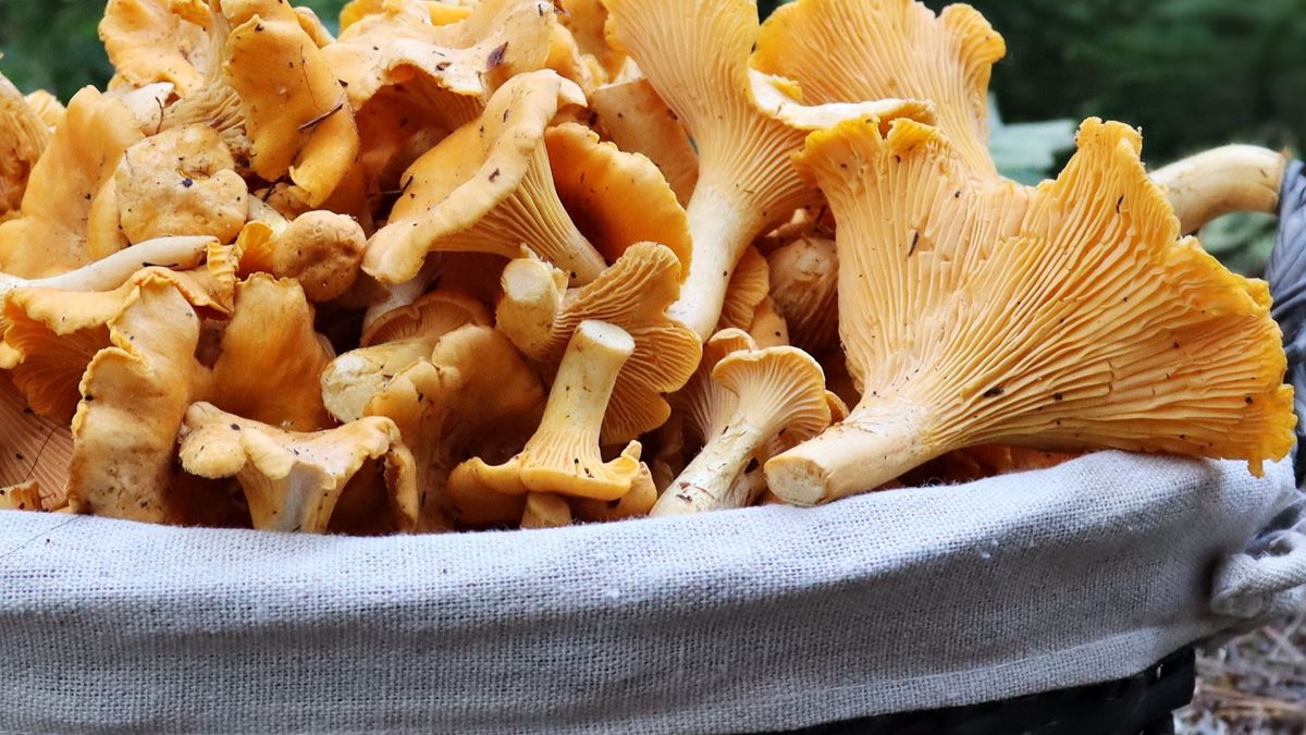 Jak czyścić kurki? 