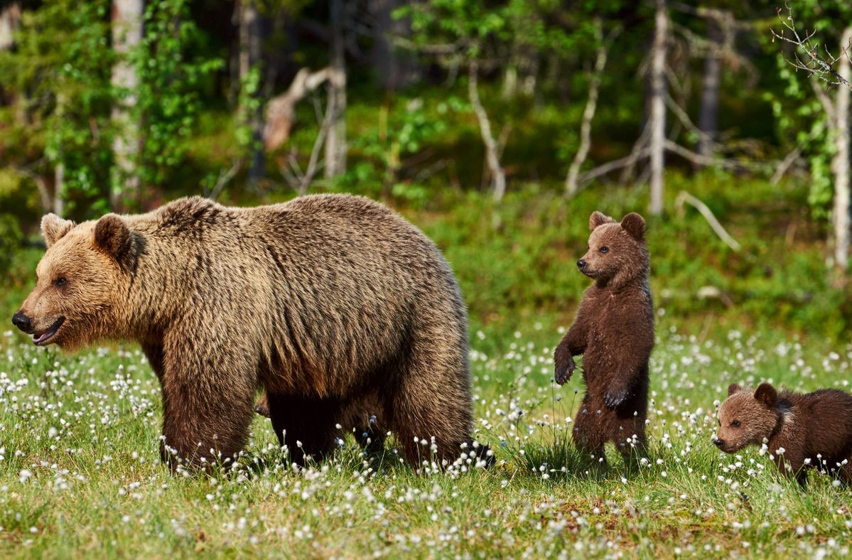 Zoos and diplomacy: Russia gifts 75 animals to North Korea