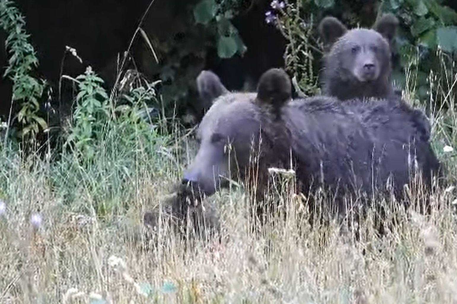 Małe niedźwiedzie buszują w Bieszczadach. Nagranie jest hitem sieci
