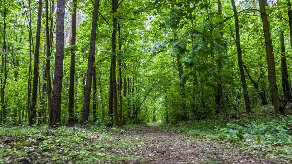 10.05.2019 POMIECHOWEK NAD RZEKA WKRA LAS SPACER W KORONACH DRZEW ODPOCZYNEK DRZEWA ZIELEN WYPOCZYNEK RELAKS WOLNE WAKACJE SCIEZKA LESNA NATURA NZFOT. SZYMON STARNAWSKI / POLSKA PRESS