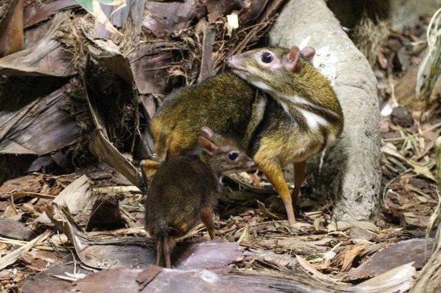 Wielki dzień w warszawskim zoo. "Piękny maluszek"