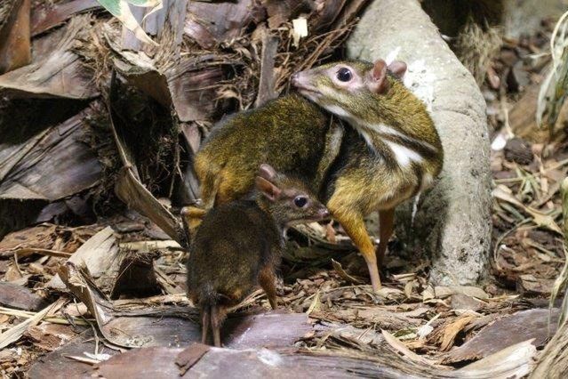 Myszojeleń urodził się w ogrodzie zoologicznym w stolicy 