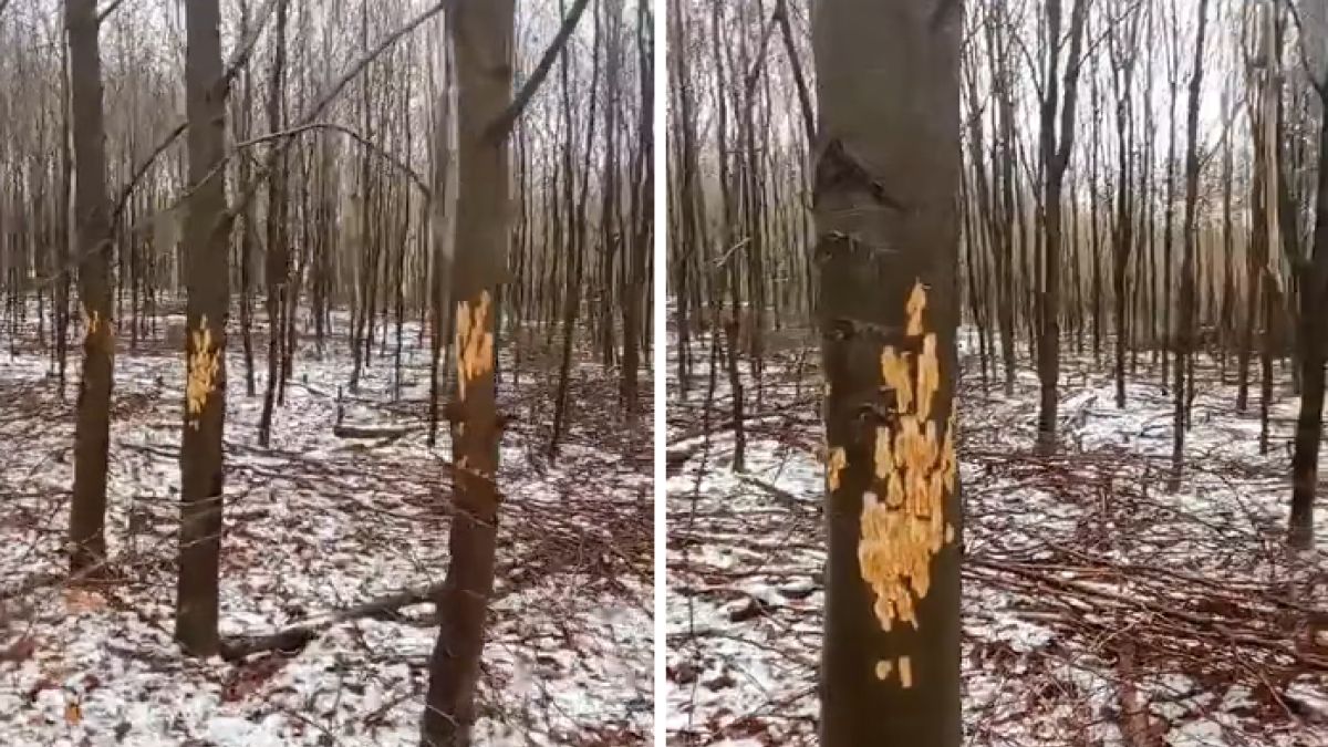 Leśnik wypatrzył białe plamy na lipach