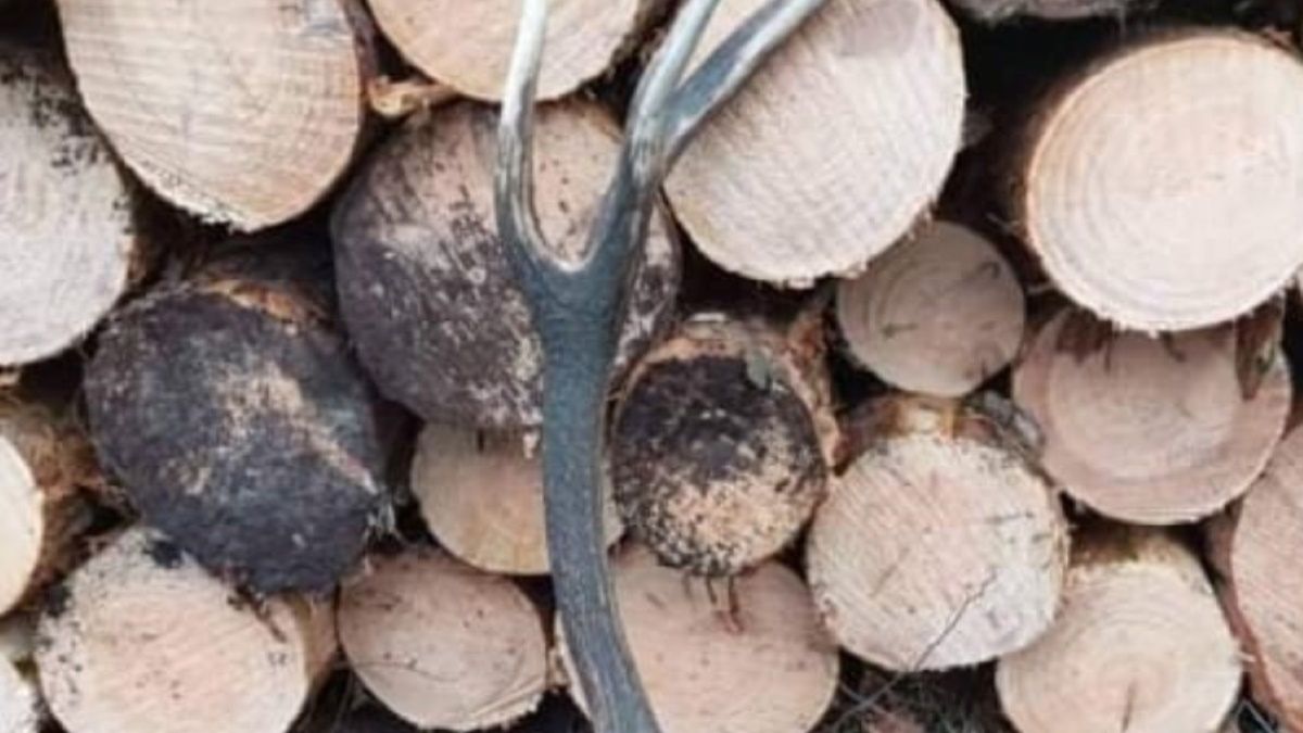 Jelenie zaczęły już zrzucać poroża. To znak, że zbliża się wiosna 