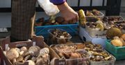 Takie są aktualne ceny. Ile można zarobić na sprzedaży grzybów?