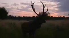 Jeleń na rykowisku. Nagranie z Borów Tucholskich