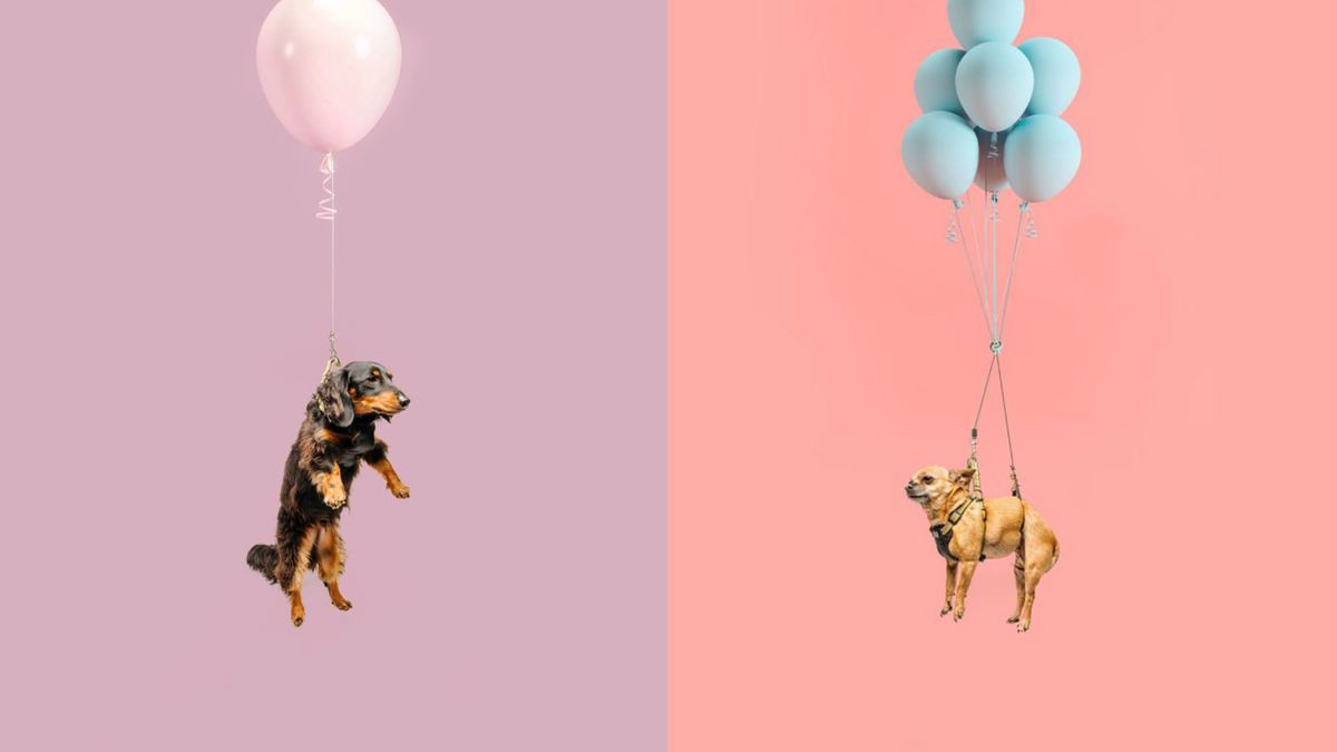 Psy dryfujące w powietrzu. Zabawny projekt, który przełamuje rutynę 1