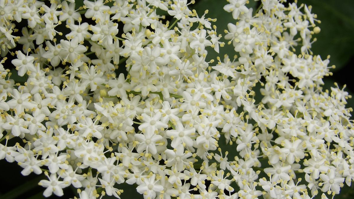 Kwiaty czarnego bzu i ich zastosowanie w kuchni