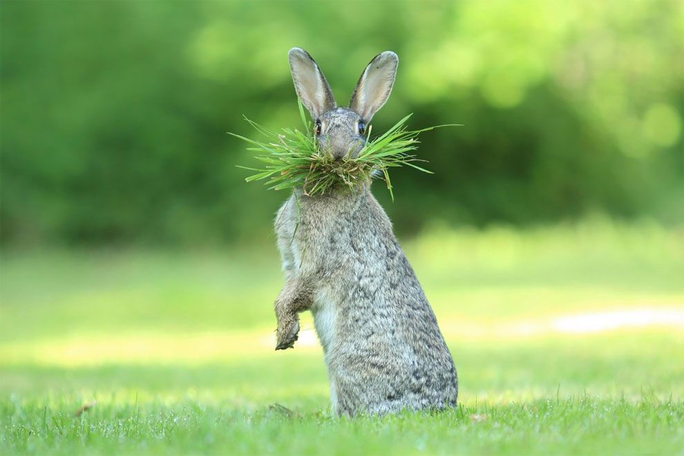 Najzabawniejsze zdjęcia finalistów The Comedy Wildlife Photography Awards 2017 22