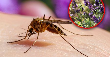 Jaki zapach odstrasza komary? Pomogą popularne rośliny