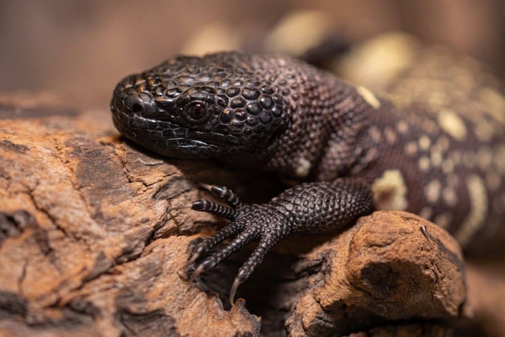 Wrocław. W naturze grozi im zagłada. W ZOO urodziły się jadowite osobniki