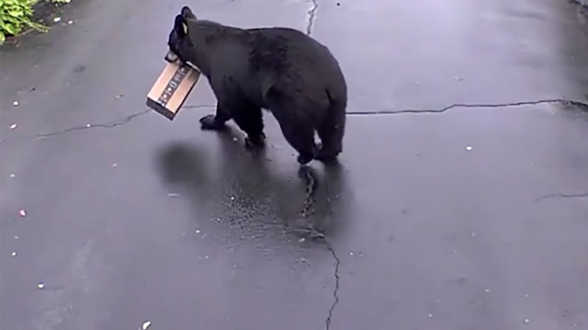 Nietypowy złodziej poruszał się na czterech łapach