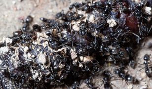Inwazja agresywnych mrówek w Niemczech. "Są wszędzie"