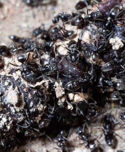 Inwazja agresywnych mrówek w Niemczech. "Są wszędzie"