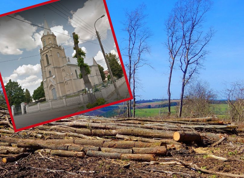Mieszkańcy Michałowa przeciwko decyzji o wycince drzew